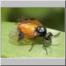 Arge cyanocrocea - Buerstenhornblattwespe 01.jpg